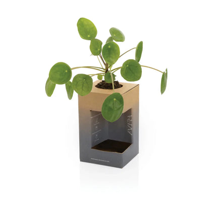 Alya RCS Re-steel tumbler 300ML - hospitality