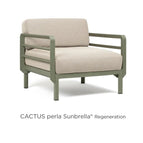Cactus Perla Regenaration
