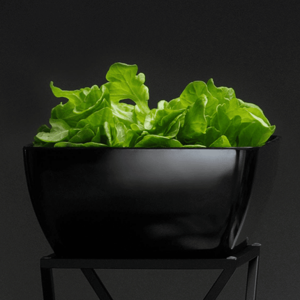 Square Melamine Bowl, Graphite, 250x250x(h)120mm - hospitality