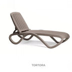 Tortora